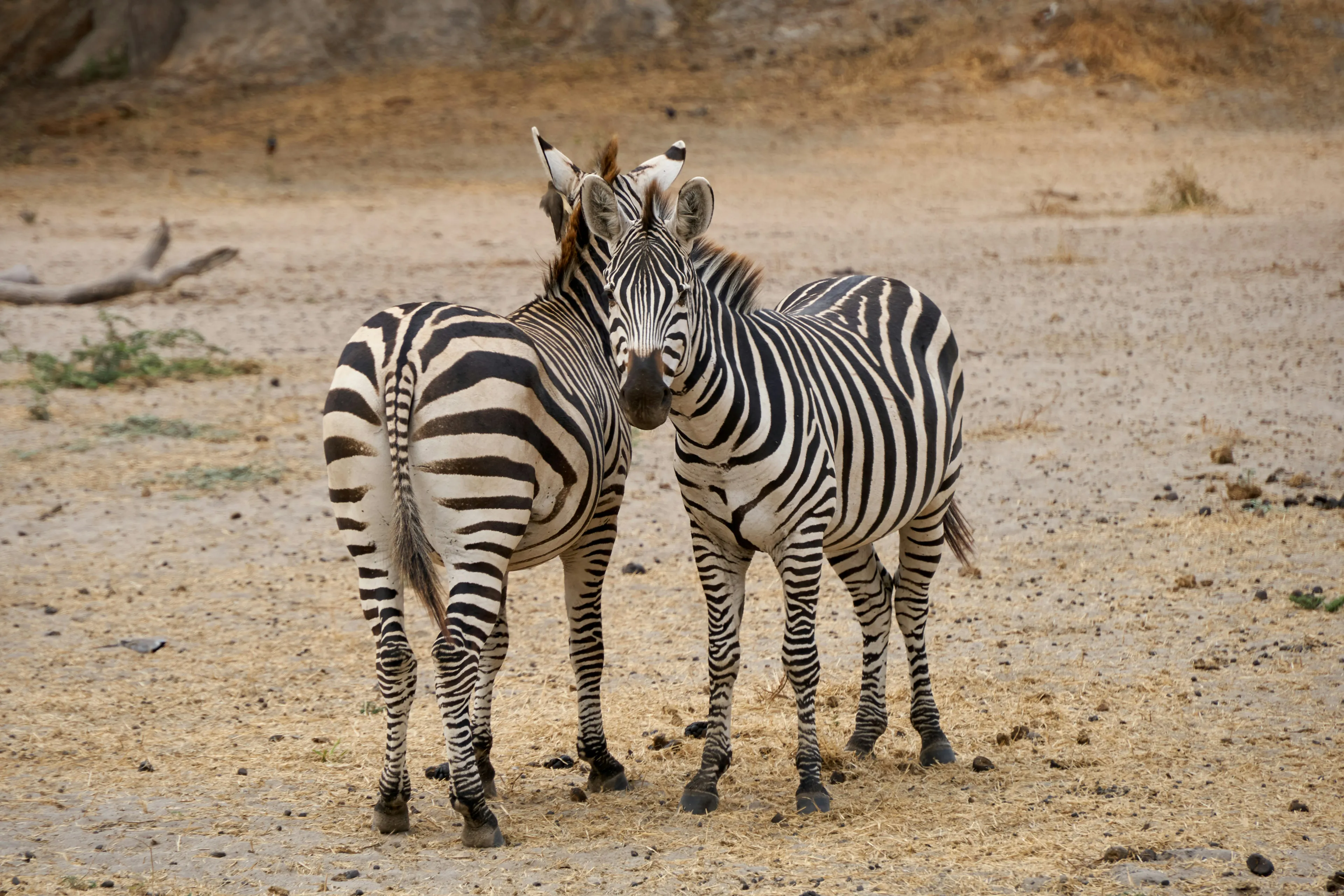 Safari en el Parque Nacional de Tarangire